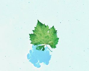 Превью обои лист, жилки, макро, вода