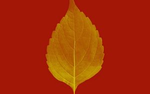 Превью обои лист, жилки, макро, растение, красный, осень