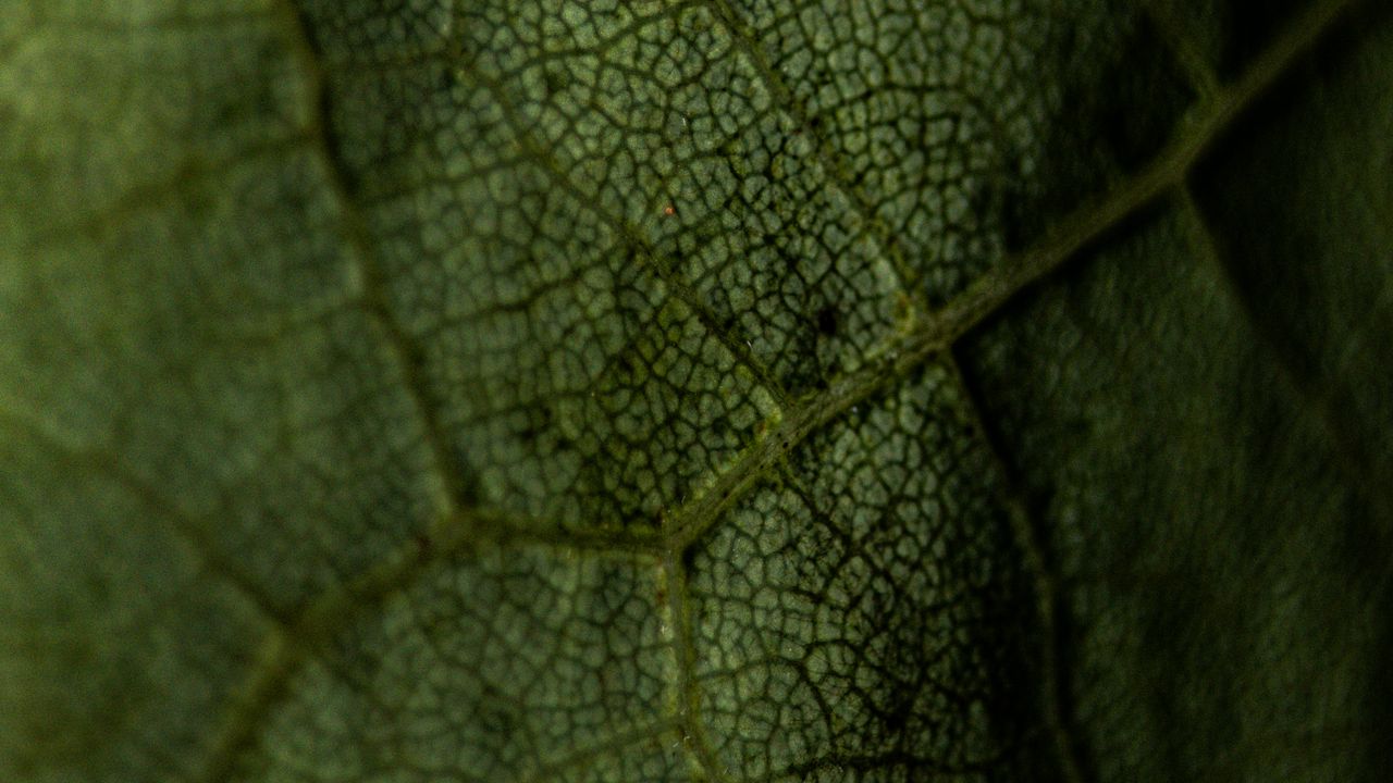 Обои лист, жилки, зеленый, макро