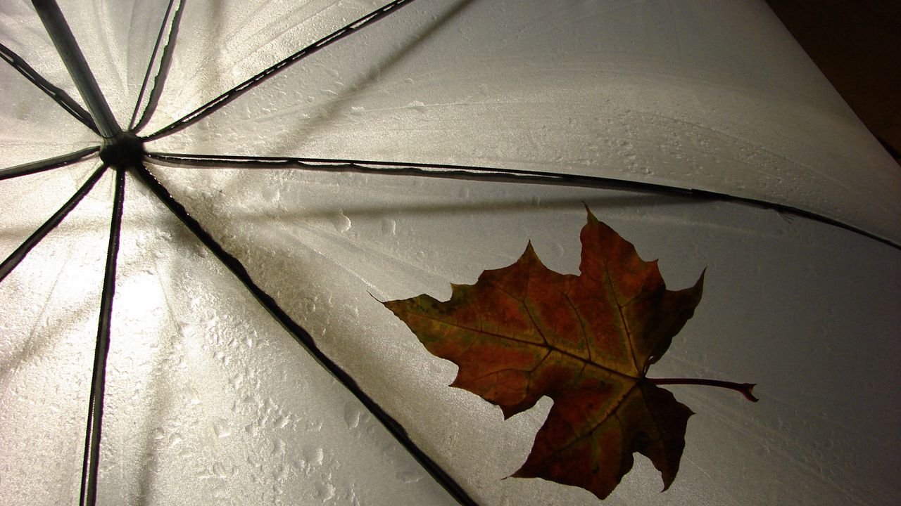 Обои лист, зонт, желтый, клен, осень, капли