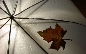 Превью обои лист, зонт, желтый, клен, осень, капли