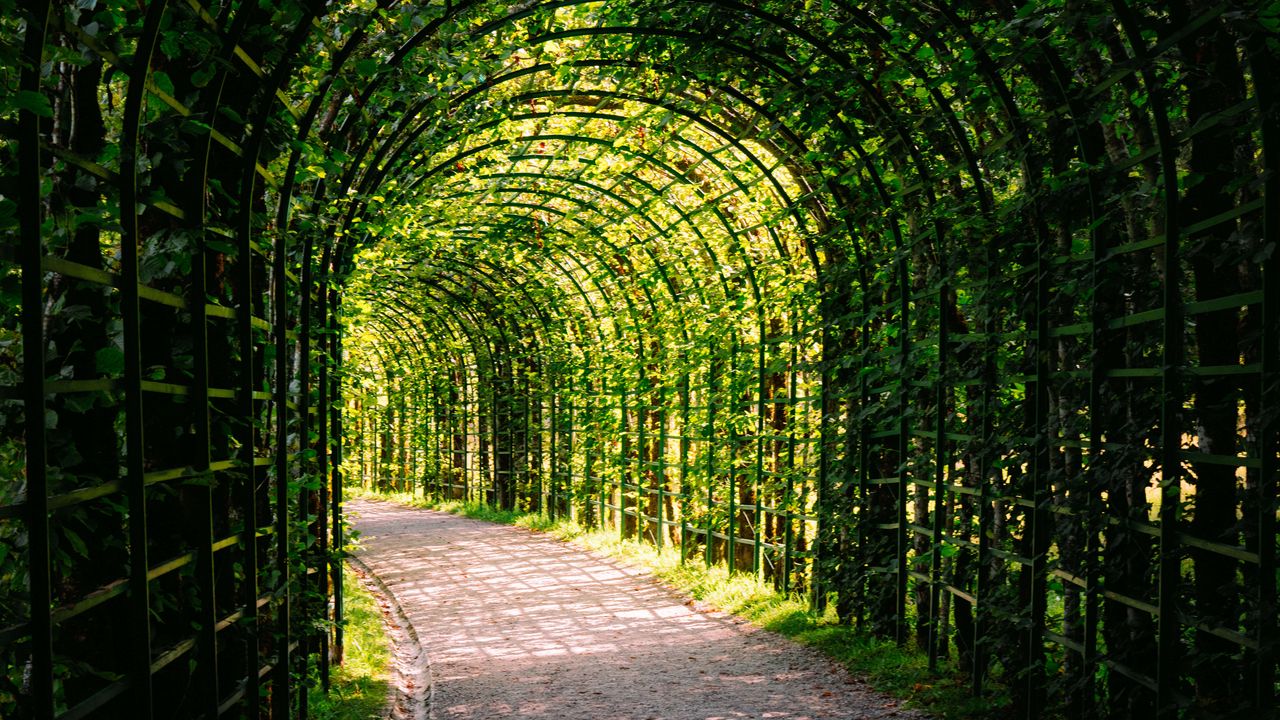 Обои листья, арка, сад, растения, природа