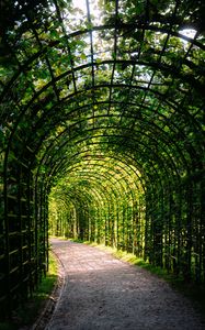 Превью обои листья, арка, сад, растения, природа