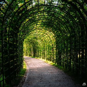 Превью обои листья, арка, сад, растения, природа