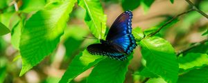 Превью обои листья, бабочка, синий, ветки, дерево, природа