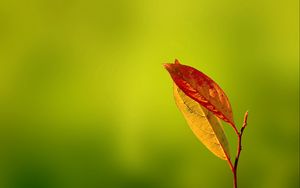 Превью обои листья, блики, осень, сухой