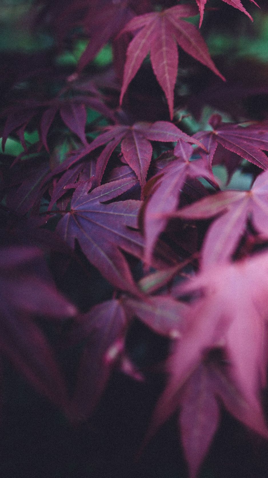 Бордовые листья