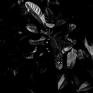 Превью обои листья, чб, темный, растение, черный