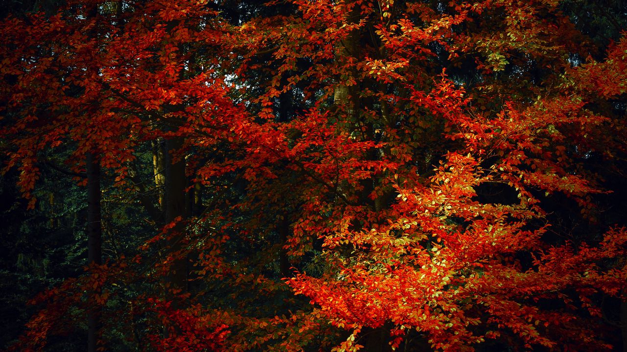 Обои листья, деревья, осень, ветки, тени, краски осени