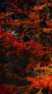 Превью обои листья, деревья, осень, ветки, тени, краски осени