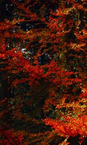 Превью обои листья, деревья, осень, ветки, тени, краски осени