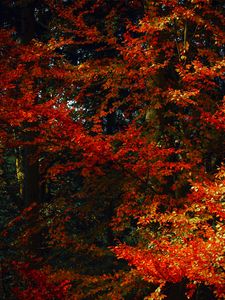 Превью обои листья, деревья, осень, ветки, тени, краски осени