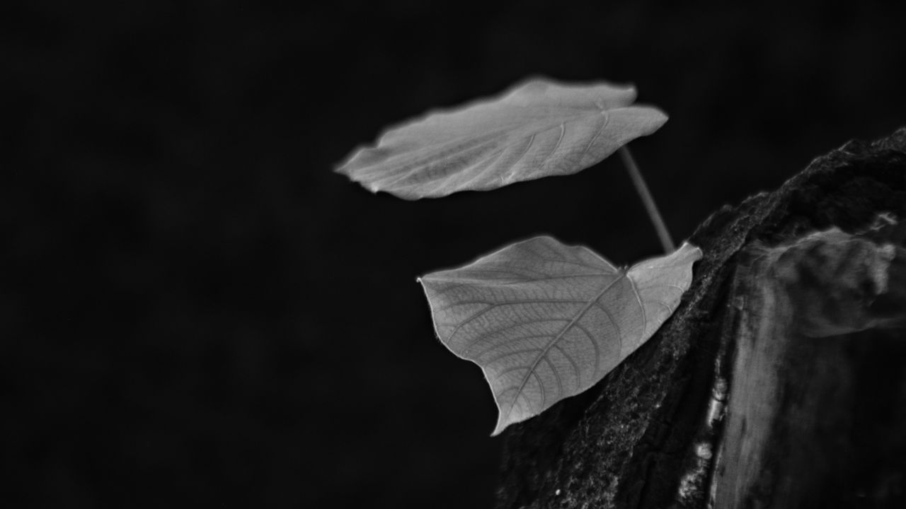Обои листья, дерево, черно-белый