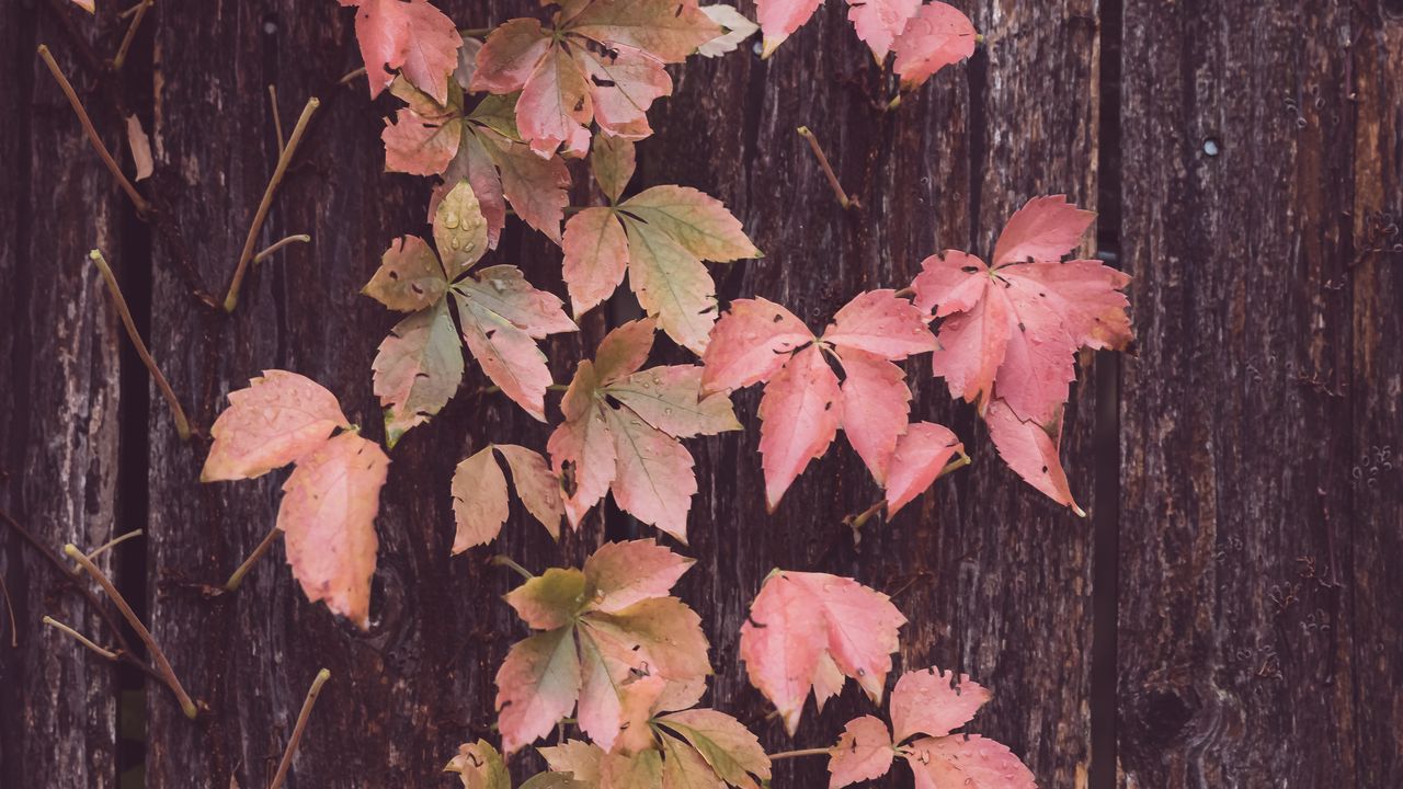 Обои листья, дерево, кора, осень