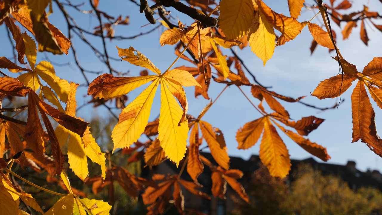 Обои листья, дерево, осень, размытие, макро