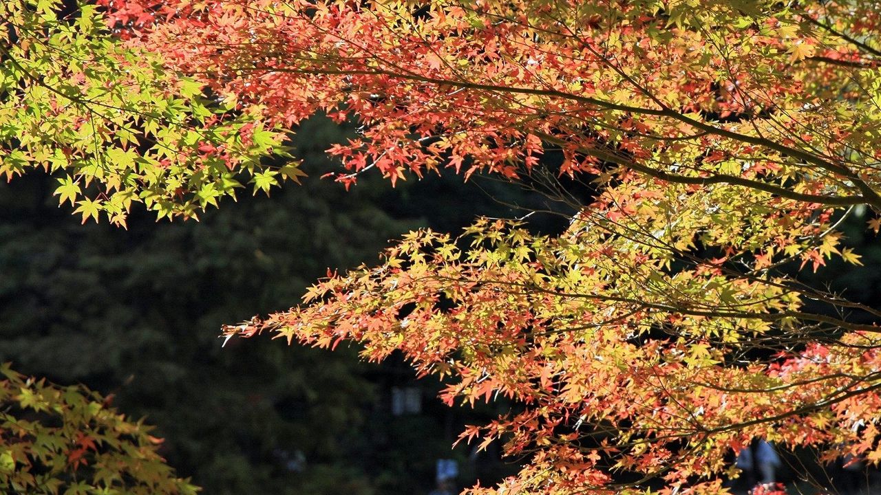 Обои листья, дерево, осень