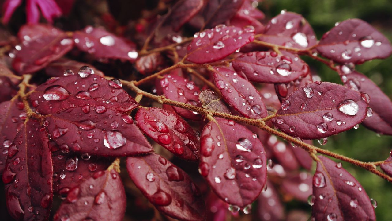 Обои листья, дождь, капли, макро