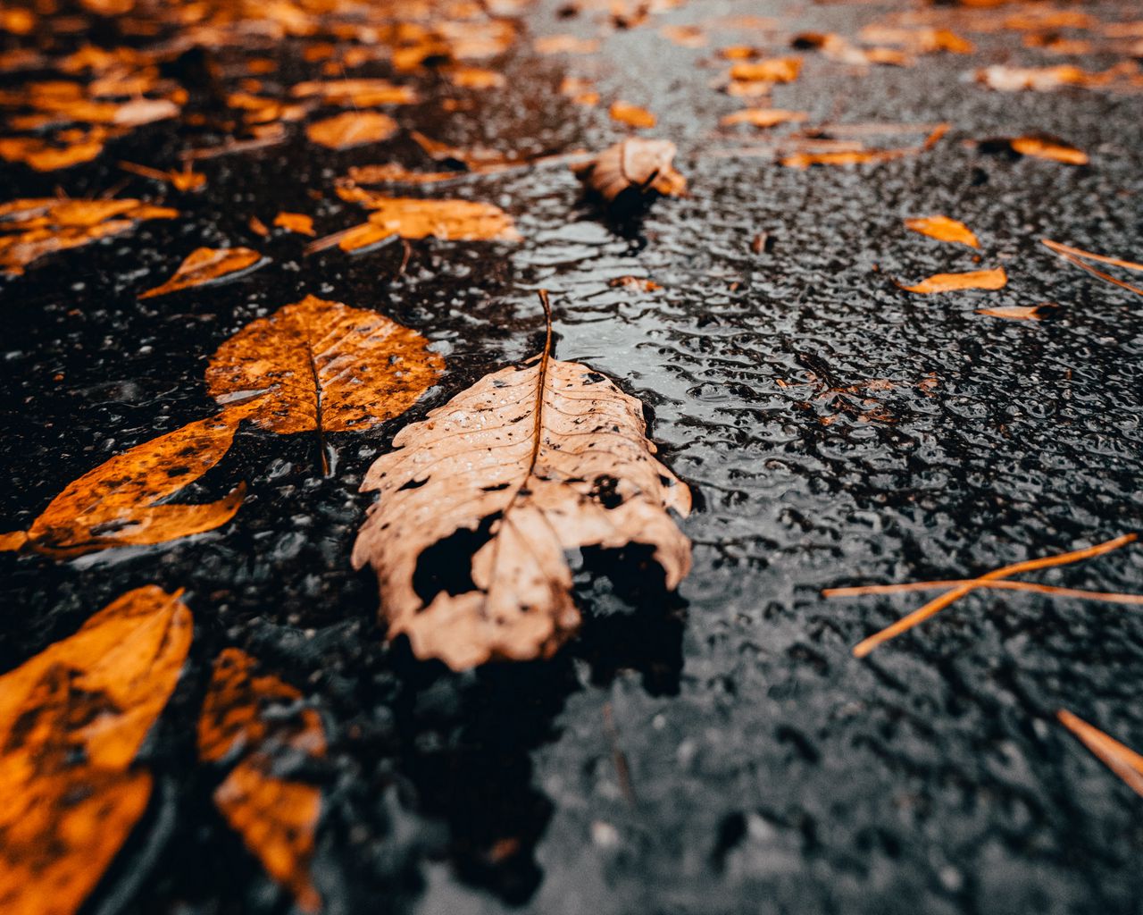 Мокрая осень