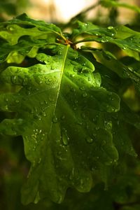 Превью обои листья, дубовые, капли, роса, дождь, свет, лето