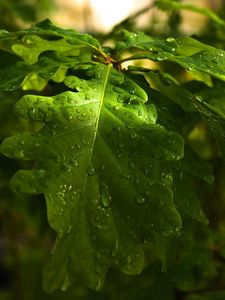 Превью обои листья, дубовые, капли, роса, дождь, свет, лето