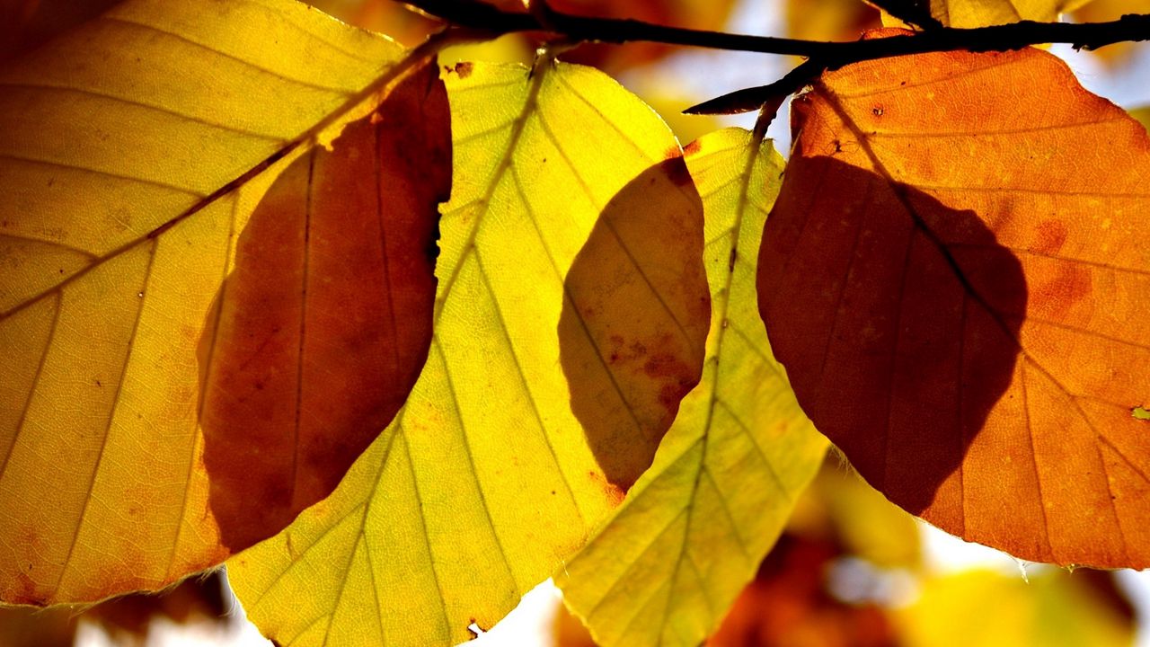 Обои листья, форма, осень, ветка