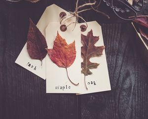Превью обои листья, гербарий, осень