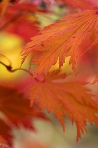 Превью обои листья, яркий, осень, макро