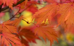 Превью обои листья, яркий, осень, макро