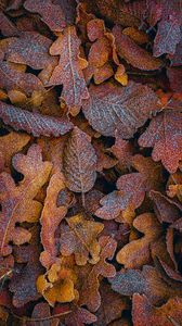 Превью обои листья, иней, макро, осень, коричневый