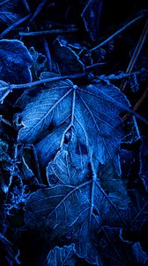Превью обои листья, иней, синий, макро, темный