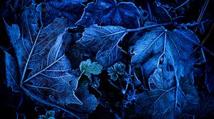 Превью обои листья, иней, синий, макро, темный