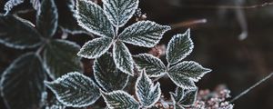 Превью обои листья, иней, снег, осень, резной