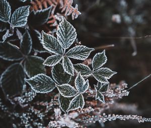 Превью обои листья, иней, снег, осень, резной