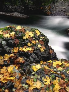 Превью обои листья, камни, вода, сухой, осень