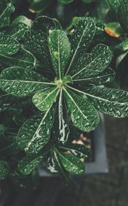 Превью обои листья, капли, бонсай, растение