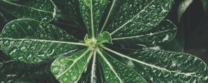 Превью обои листья, капли, бонсай, растение