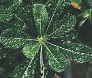 Превью обои листья, капли, бонсай, растение
