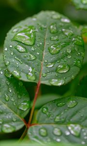 Превью обои листья, капли, дождь, растение, макро, мокрый