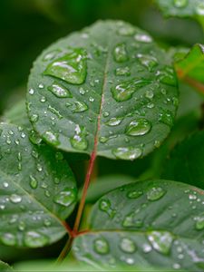 Превью обои листья, капли, дождь, растение, макро, мокрый
