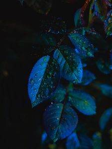 Превью обои листья, капли, крупным планом