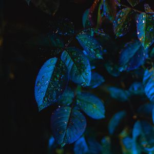 Превью обои листья, капли, крупным планом