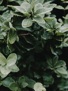 Превью обои листья, капли, куст