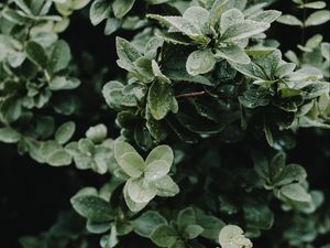 Превью обои листья, капли, куст