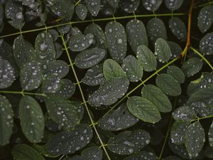 Превью обои листья, капли, макро, ветки, растение