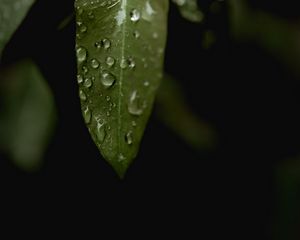 Превью обои листья, капли, макро, дождь