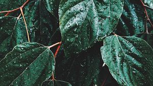 Превью обои листья, капли, макро, дождь, зеленый
