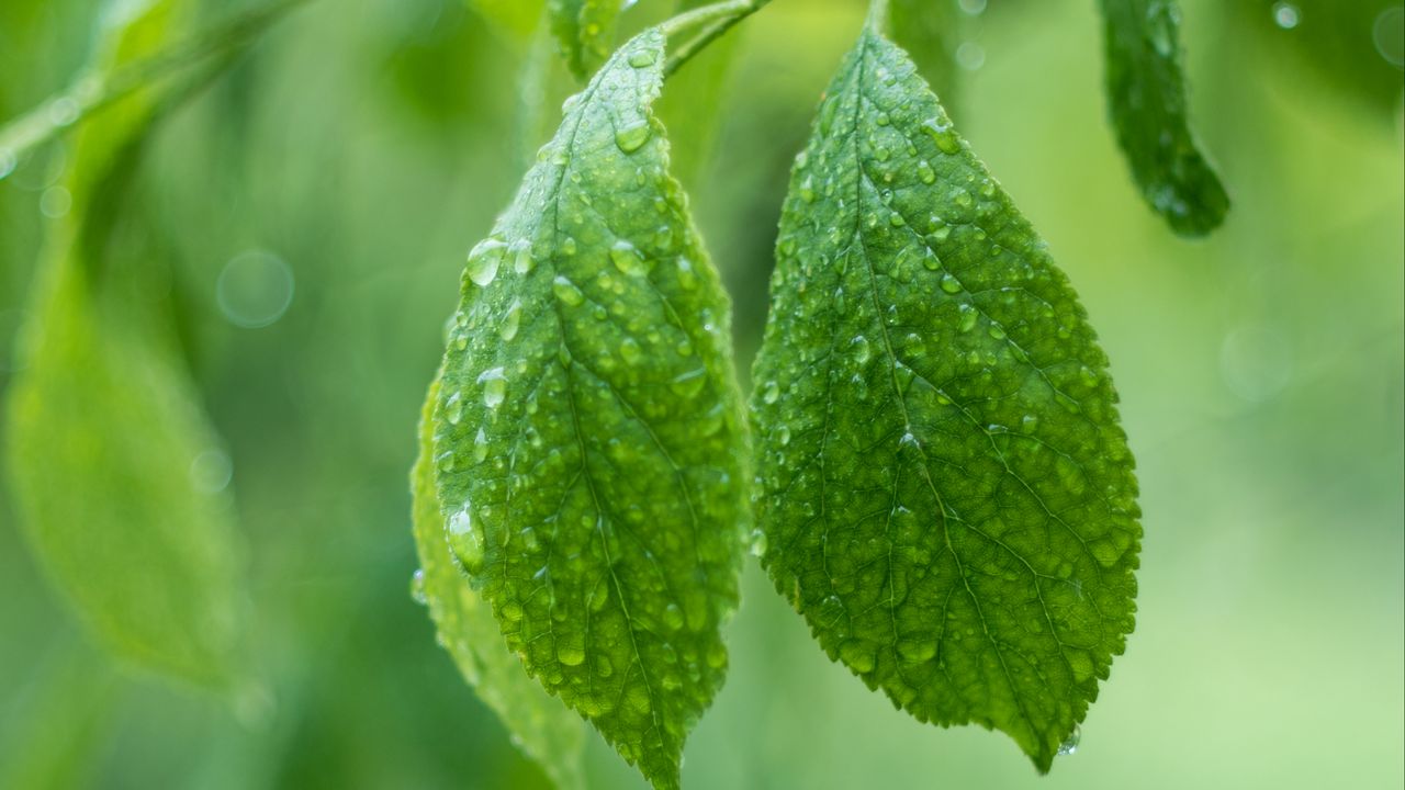 Обои листья, капли, макро, зеленый, растение