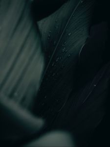 Превью обои листья, капли, макро, зеленый, мокрый