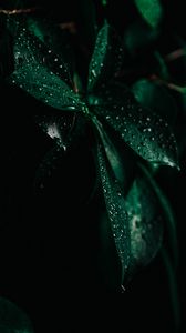 Превью обои листья, капли, мокрый, макро, зеленый, темнота