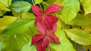 Превью обои листья, капли, мокрый, макро, красный, зеленый